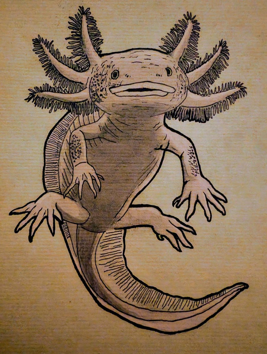 Rowbini's tweet photo. Inktober 24 day 4:Exotic
@inktober #exotic #axolotl #rare #inktober #inktober2024  #inktoberday4 #sketchbook #pendrawing #pencildrawing #inkdrawing #practicedrawing #art #myart #myartwork #coolart #makearteveryday #movieart  #illustration #freelanceillustrator
#illustrationartist https://t.co/wUMkK9lFWd