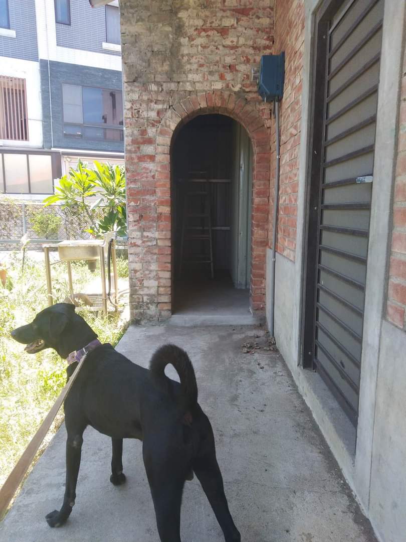 St.Ray's ๐น๐ผ (@strays_rescue) on Twitter photo Hi <a href="/StrayRescue/">Stray Rescue</a> ! ๐ถ
I'm Mike, a STL-native who has been running a small animal shelter in Taiwan for the past 7 years.
Last year I brought one of our rescues, Mackie, back to St. Louis to stay with my parents. Unfortunately, they are no longer able to care for him :(
1/๐งต Hi <a href="/StrayRescue/">Stray Rescue</a> ! ๐ถ
I'm Mike, a STL-native who has been running a small animal shelter in Taiwan for the past 7 years.
Last year I brought one of our rescues, Mackie, back to St. Louis to stay with my parents. Unfortunately, they are no longer able to care for him :(
1/๐งต
