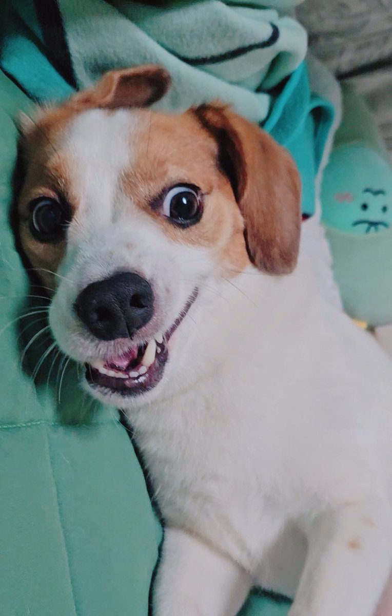 꼬망 일기 (@jgm1230) on Twitter photo 