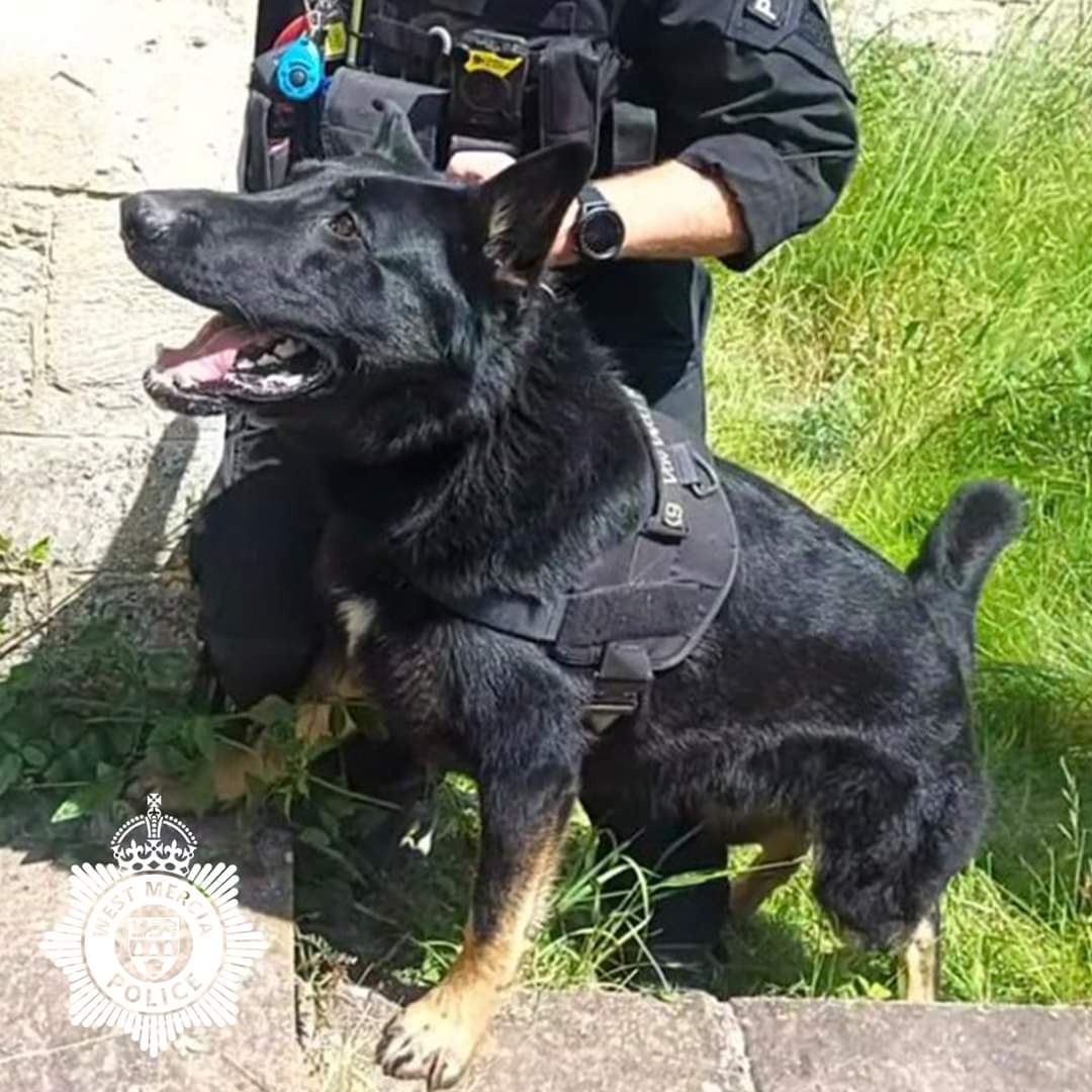 With great sadness, we announce the passing of Police Dog Juno, following a short and sudden illness.
Our thoughts are with Juno’s handler and family during this difficult time.
Thank you for your service Juno – you will forever be in our hearts. 🐾🌈 💔