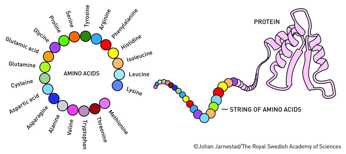 Proteins can be described as brilliant chemical tools. They are generally built from 20 amino acids that can be combined in endless ways. Using the information stored in DNA as a blueprint, the amino acids are linked together in our cells to form long strings.

Then the magic of