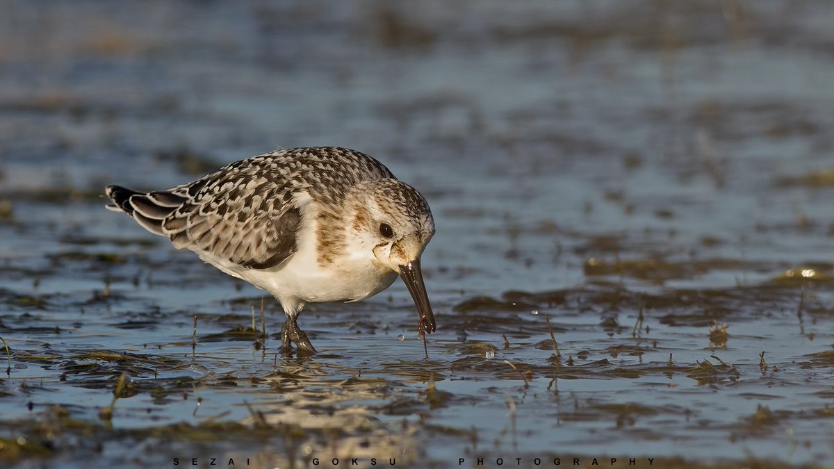 #haftanınkuşu akkumkuşu Alaçatı Sulak Alanı'nda besleniyor.