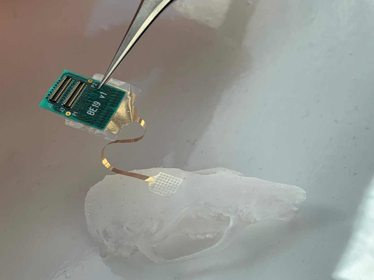 Cam Neuroscience tweet media