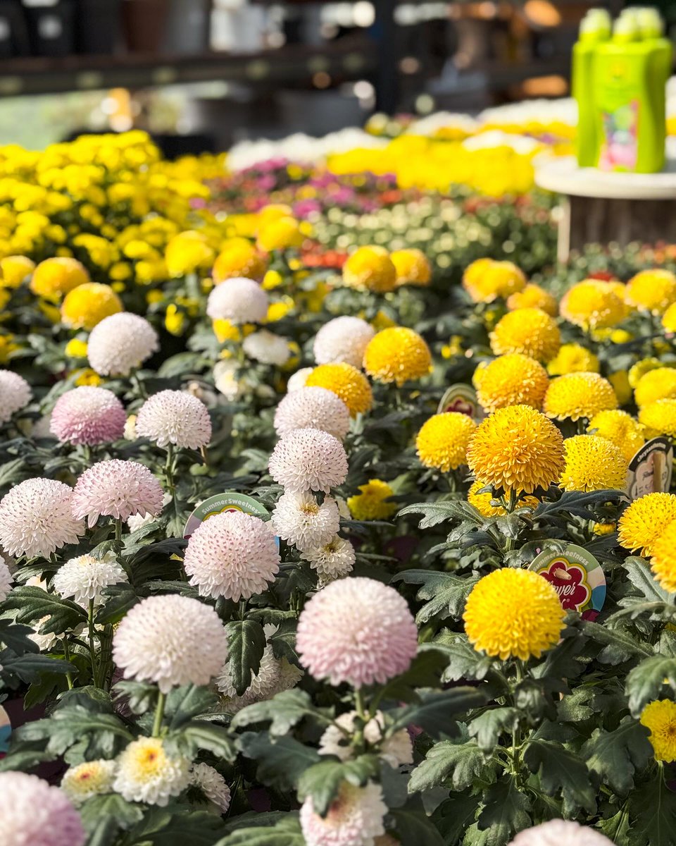 Vivers Ernest 🧡 Home & Garden tweet media