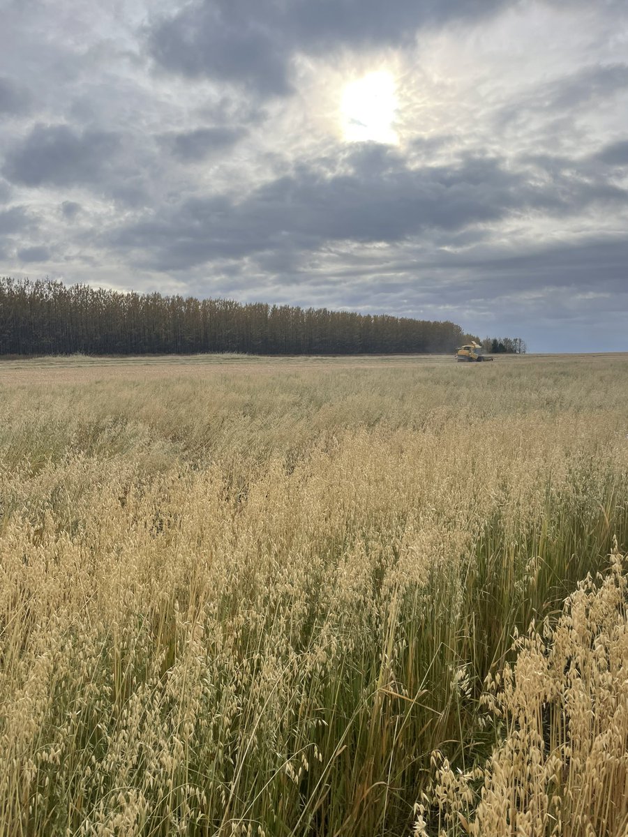 Doohancropslab (@doohancropslab) on Twitter photo Iceland. … some people come to see volcanos….. we came to see oats and barley. Thanks to Hrannar for hosting us! Great OatFrontiers meeting!!! <a href="/JuhoHautsalo/">Juho Hautsalo</a> <a href="/Hr_annar/">Hrannar Smári</a> Iceland. … some people come to see volcanos….. we came to see oats and barley. Thanks to Hrannar for hosting us! Great OatFrontiers meeting!!! <a href="/JuhoHautsalo/">Juho Hautsalo</a> <a href="/Hr_annar/">Hrannar Smári</a>