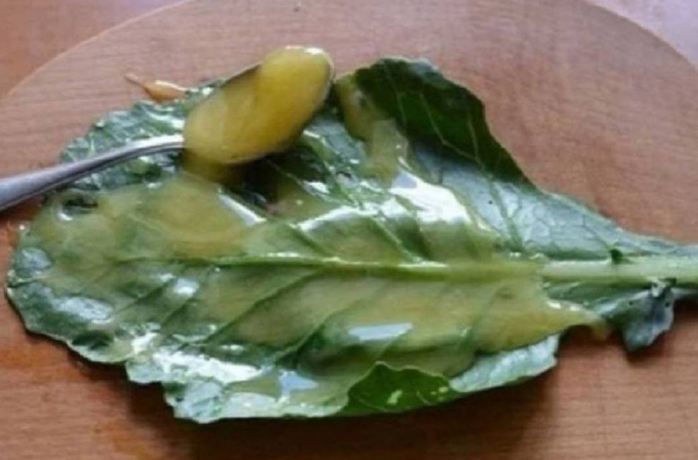 BarbaraOneillAU's tweet photo. Cure coughs!

If one of my family members starts to get a cough, I never buy medicine at the drugstore, I treat it this way.

We take a cabbage leaf, dip it for 1-2 minutes in boiling water, then smear it with honey and put it on the chest (in case of a severe cough - two cabbage leaves, one on the chest, the other on the back).

A tight T-shirt holds the leaf well all night. And in the morning there is nothing left of it. Βmade with honey, it absorbs into the skin and has a healing effect.