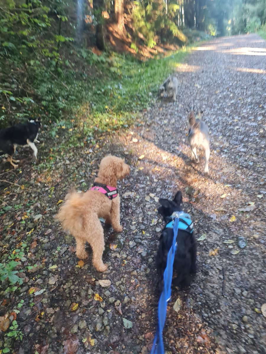 Lovely start to the day getting some steps in. 
What have you done for your Wellbeing today?
#WellbeingWednesday 
#MindfulLiving