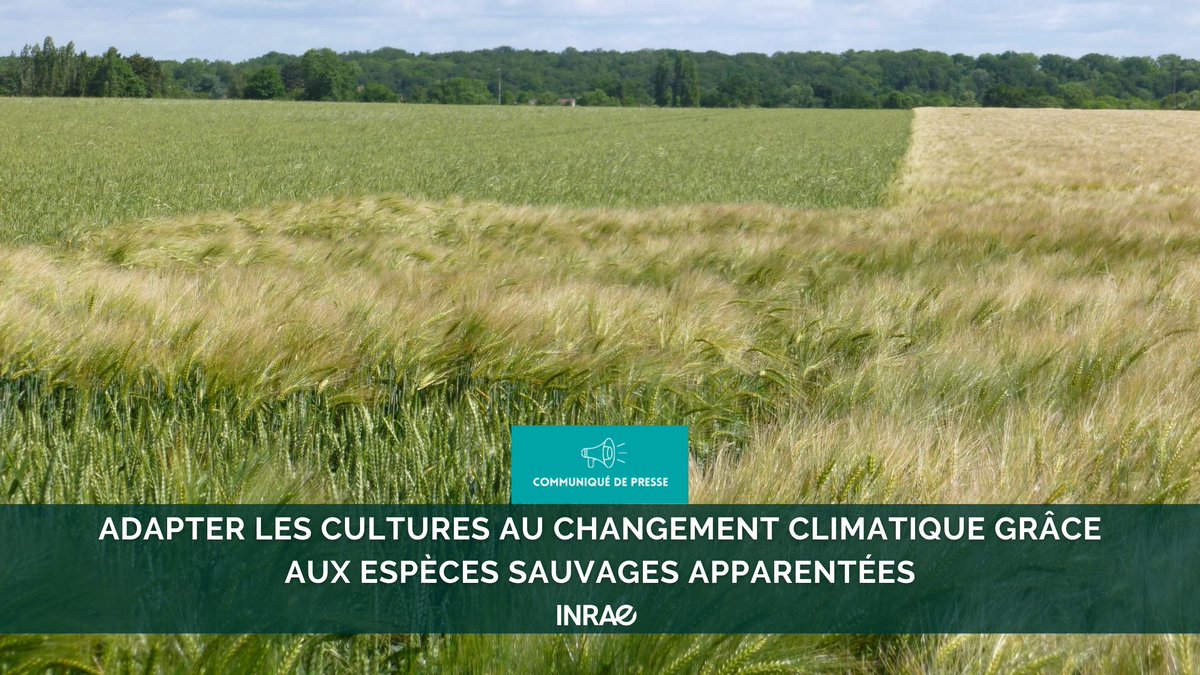 #RP_INRAE 🇪🇺Lancement du projet européen <a href="/ProWild128497/">PRO-WILD</a>  

Coordonné par #INRAE avec 19 partenaires à l’international, le projet d’une durée de 5 ans vise à préserver, caractériser et exploiter la diversité génétique des espèces sauvages apparentées au blé, à la betterave