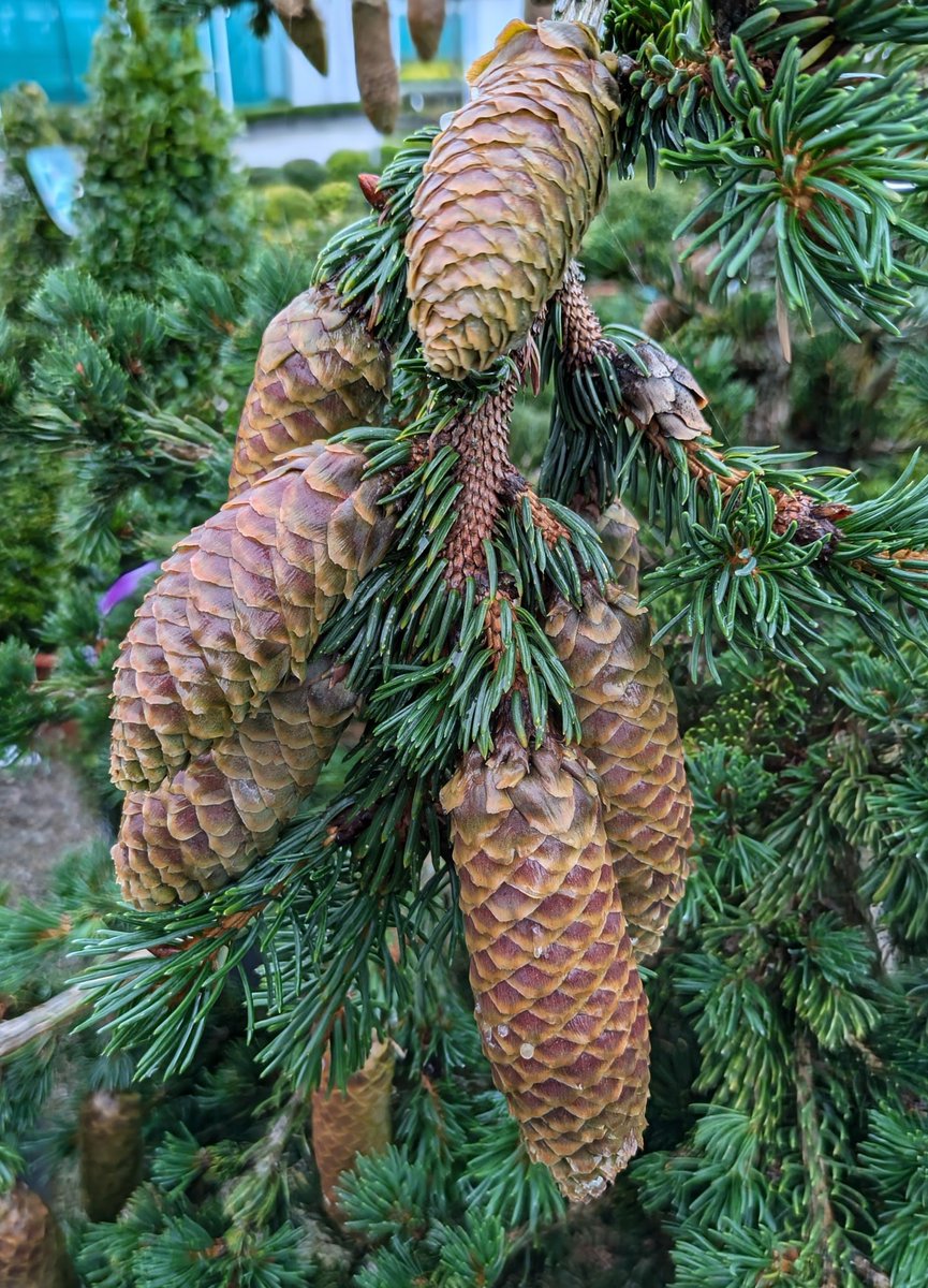 jajonesccuk's tweet image. #Wednesday, showing #Fir #Cones , on this #Picea pung.&apos;#Lucky strike&apos; ,
#Conifers @jajonesccuk