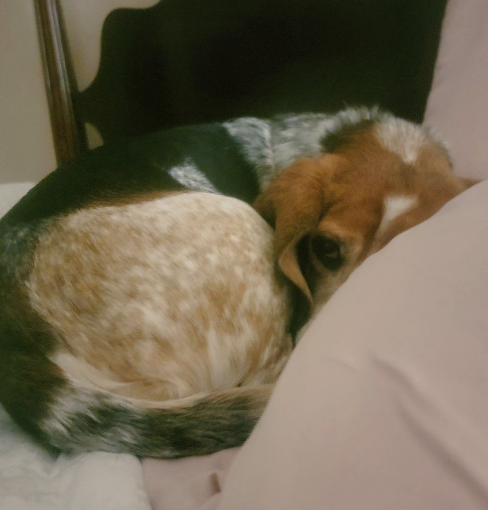 It's a beagle ball,  y'all!  
<a href="/beaglefacts/">Beagle Facts</a> #dogsoftwitter #beagles #happyfall