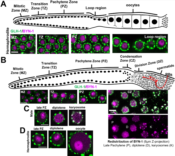 A role for BYN-1/bystin in cellular uptake and clearance of residual bodies in the Caenorhabditis elegans germline

Read this Research Article by Hyemin Min, Dustin Updike @nematodatomus and colleagues: 
journals.biologists.com/dev/article/15…