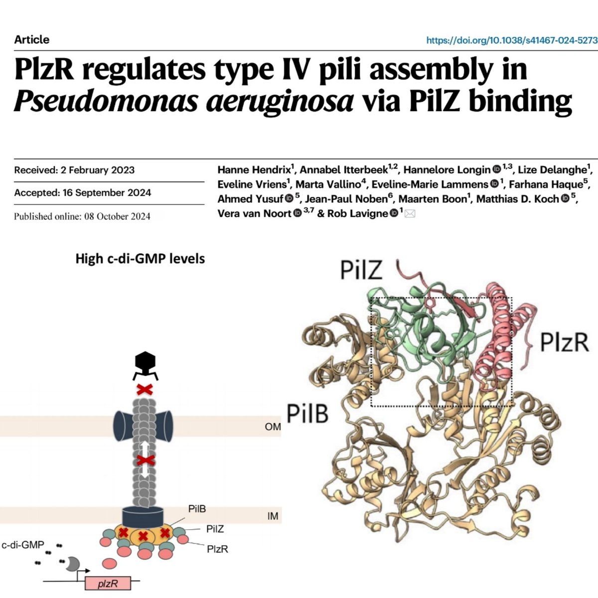 Rob Lavigne (@roblavigne1) on Twitter photo #Pseudomonas #protein PlzR regulators type IV #pili assembly in a c-di-GMP manner by PilZ/B #interaction. Check our #publication in <a href="/NatureComms/">Nature Communications</a>
nature.com/articles/s4146…
#microbiology #motility #bacteria #AMR #molecular #biology #Pseudomonas #protein PlzR regulators type IV #pili assembly in a c-di-GMP manner by PilZ/B #interaction. Check our #publication in <a href="/NatureComms/">Nature Communications</a>
nature.com/articles/s4146…
#microbiology #motility #bacteria #AMR #molecular #biology