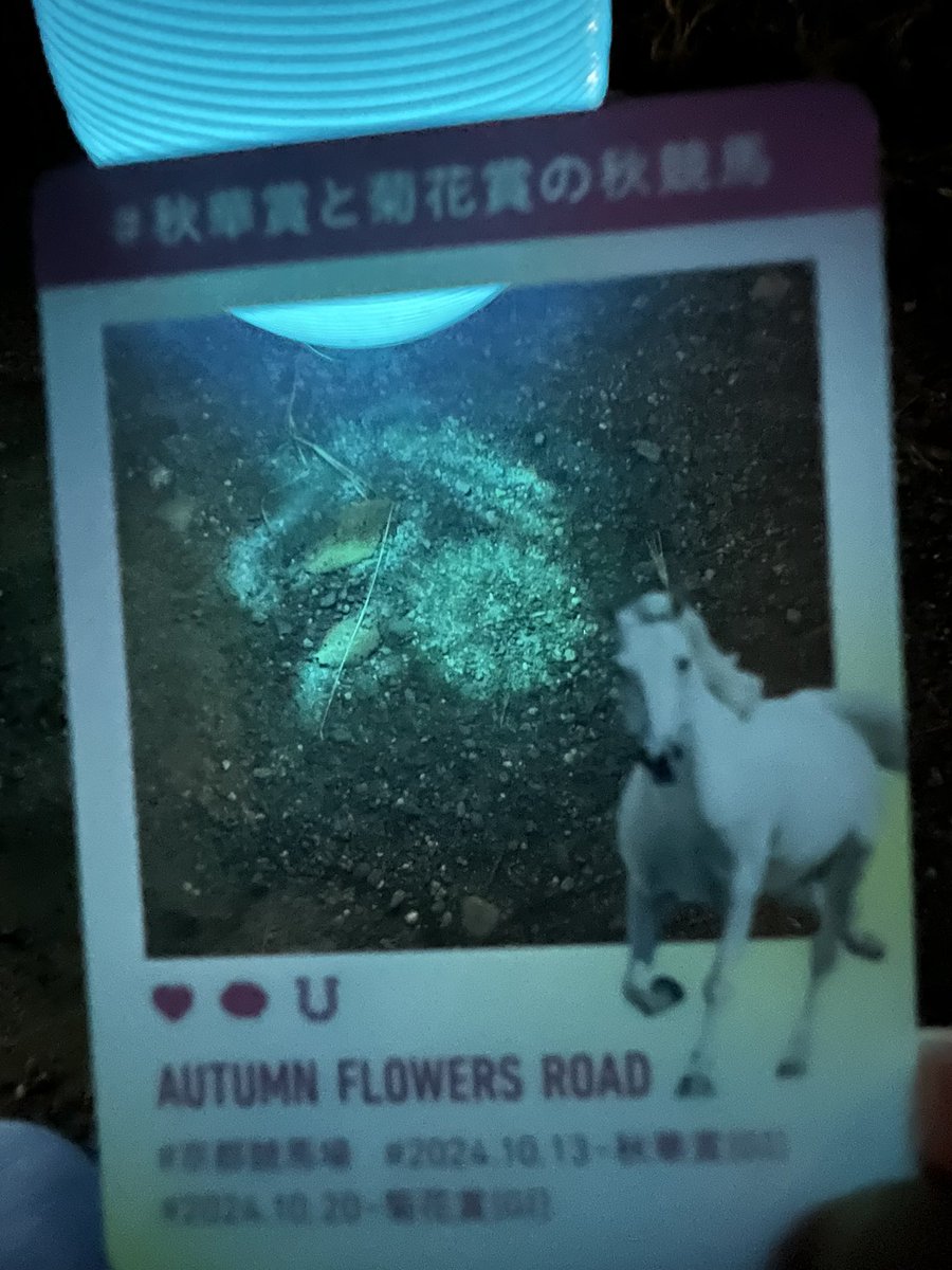 #秋華賞と菊花賞の秋競馬