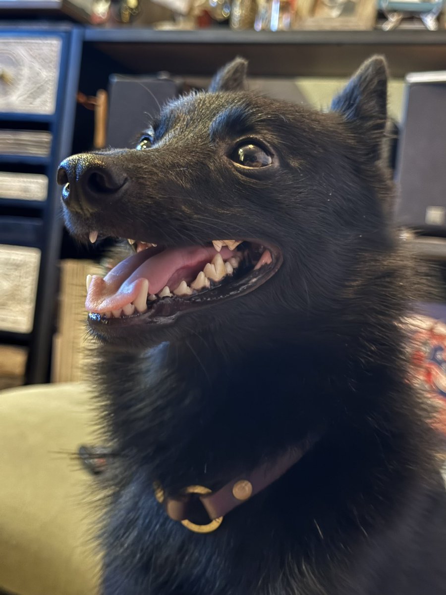 u_sin's tweet image. もちろん世の中のありとあらゆる犬がかわいいことに異論はありませんが、この愛らしさと凛々しさを兼ね備えたスキッパーキも大したもんだと思うんですよね!犬種を聞かれて答えると「スキッ…パー?」って微妙な顔をされることの多い、ちょっとマイナーな犬種ですが飼い主的には最高です