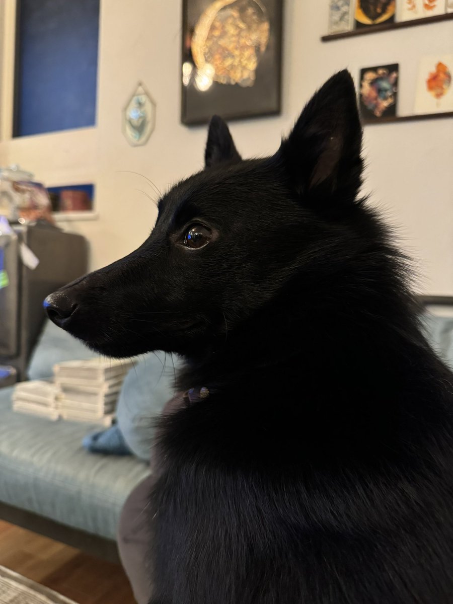 u_sin's tweet image. もちろん世の中のありとあらゆる犬がかわいいことに異論はありませんが、この愛らしさと凛々しさを兼ね備えたスキッパーキも大したもんだと思うんですよね!犬種を聞かれて答えると「スキッ…パー?」って微妙な顔をされることの多い、ちょっとマイナーな犬種ですが飼い主的には最高です