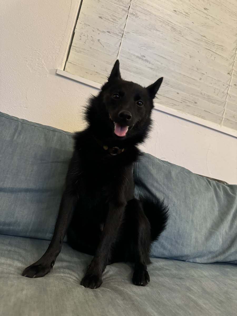 u_sin's tweet image. もちろん世の中のありとあらゆる犬がかわいいことに異論はありませんが、この愛らしさと凛々しさを兼ね備えたスキッパーキも大したもんだと思うんですよね!犬種を聞かれて答えると「スキッ…パー?」って微妙な顔をされることの多い、ちょっとマイナーな犬種ですが飼い主的には最高です