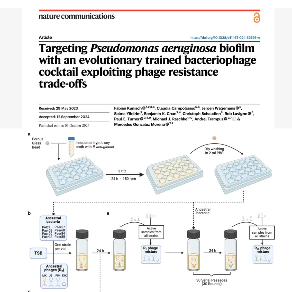 Rob Lavigne (@roblavigne1) on Twitter photo Also out this week: multiparameter #evolution training of #phage to target #Pseudomonas for improved cocktails in #phagetherapy. #publication in <a href="/NatureComms/">Nature Communications</a> with Kunisch etal:
nature.com/articles/s4146…
#microbiology #bacteria Also out this week: multiparameter #evolution training of #phage to target #Pseudomonas for improved cocktails in #phagetherapy. #publication in <a href="/NatureComms/">Nature Communications</a> with Kunisch etal:
nature.com/articles/s4146…
#microbiology #bacteria