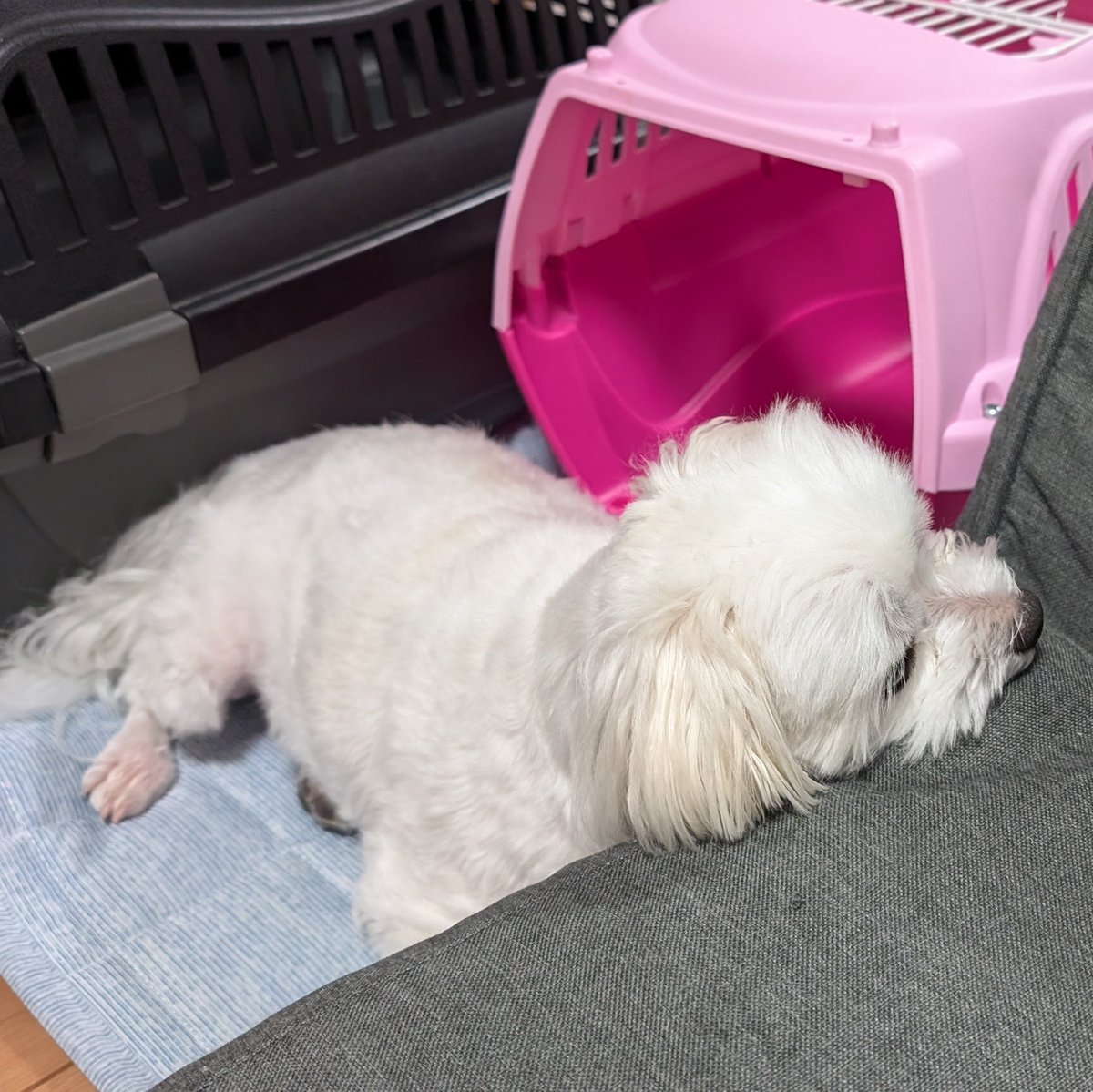 junkyard_kent's tweet photo. あご乗せ３連発

#マルチーズ
#いぬのいる暮らし 
#犬のいる幸せ https://t.co/AYGQ3Qd7AP