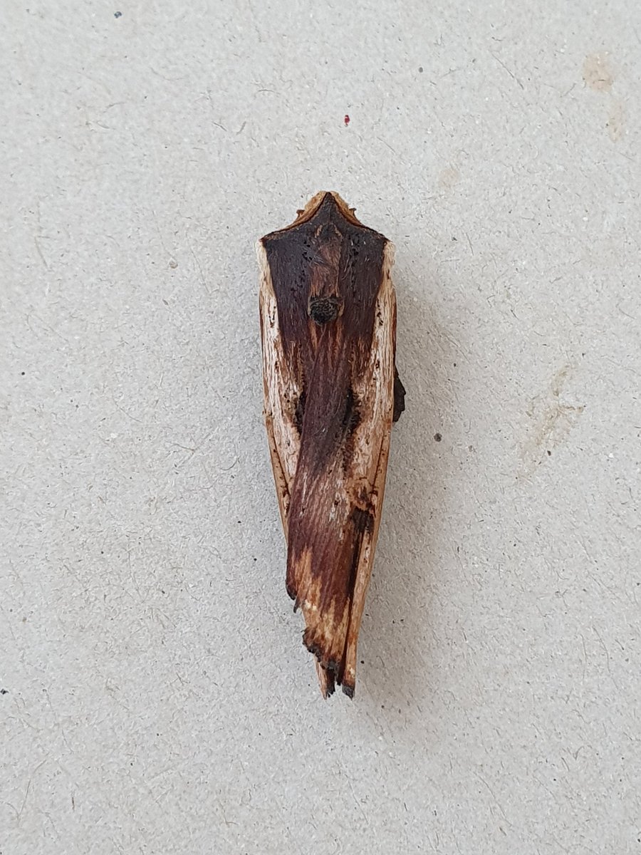 RareChat (@sibe4me) on Twitter photo Easington Moths..2 new migrants for the garden, Four-spotted Footman and Red Sword-grass. Also Olive-tree Pearl and Rusty-dot Pearl. The footman is rare in Yorkshire and Red S-grass do breed but with good migration going on... <a href="/DoubleKidney/">Charles Fletcher</a> <a href="/MOTHIDUK/">UK Moth Identification</a> <a href="/MigrantMothUK/">Migrant Lepidoptera</a> <a href="/BritishMoths/">British Moths</a> Easington Moths..2 new migrants for the garden, Four-spotted Footman and Red Sword-grass. Also Olive-tree Pearl and Rusty-dot Pearl. The footman is rare in Yorkshire and Red S-grass do breed but with good migration going on... <a href="/DoubleKidney/">Charles Fletcher</a> <a href="/MOTHIDUK/">UK Moth Identification</a> <a href="/MigrantMothUK/">Migrant Lepidoptera</a> <a href="/BritishMoths/">British Moths</a>