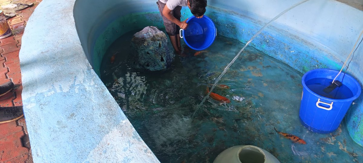 EXCISECGST's tweet image. Cleaning of Fish Tank located in the campus of GST Bhawan, Manik Bagh Palace, Indore was carried out as part of cleanliness drive under Special Campaign 4.0. 
#SwachhataHiSeva2024 
#swachhbharatabhiyan 
@cbic_india 
@cgstbhopalzone