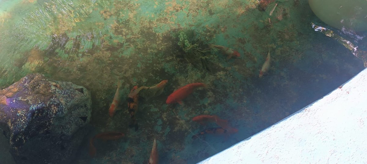 EXCISECGST's tweet image. Cleaning of Fish Tank located in the campus of GST Bhawan, Manik Bagh Palace, Indore was carried out as part of cleanliness drive under Special Campaign 4.0. 
#SwachhataHiSeva2024 
#swachhbharatabhiyan 
@cbic_india 
@cgstbhopalzone