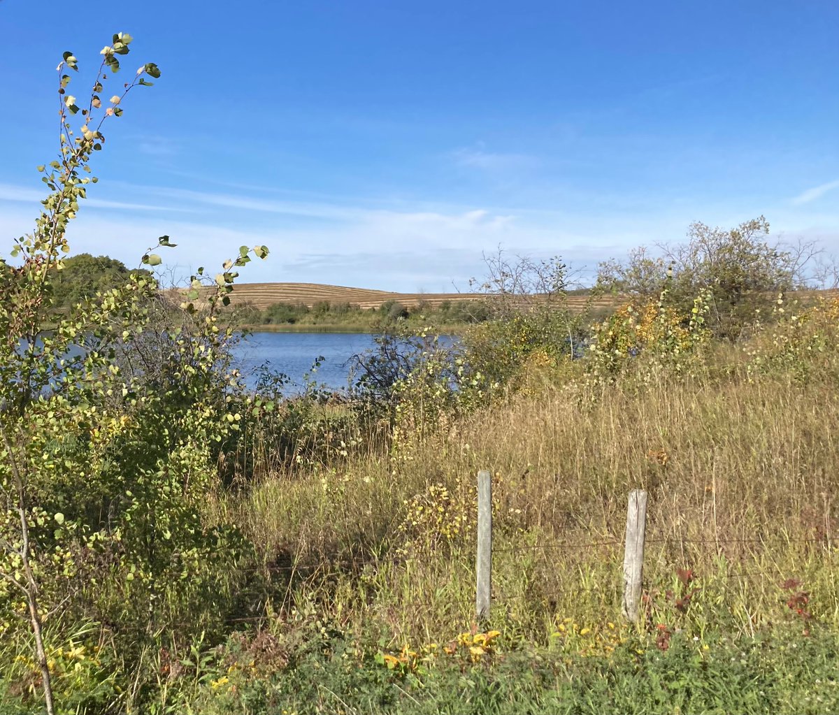 SundanceFarms's tweet photo. Lots of wildlife in these pastures, more so than concrete parking lots. #habitat #CleanAir #FilterWater #GrasslandSequestersCarbon #WildlifeWednesday #MooseBehindTrees #WithNature https://t.co/EfgjnsNiH4