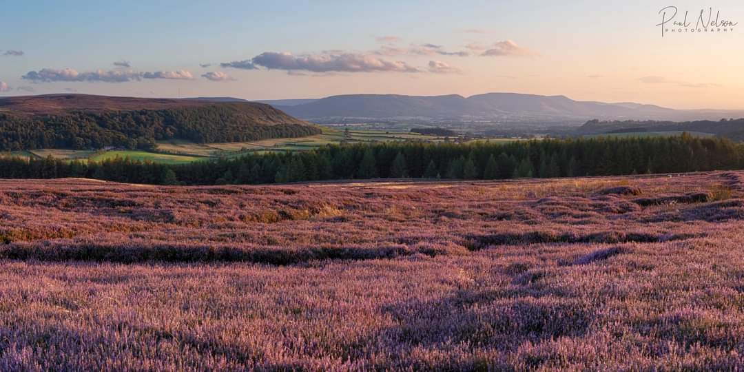 The heather on Kildale from a few weeks ago 😍