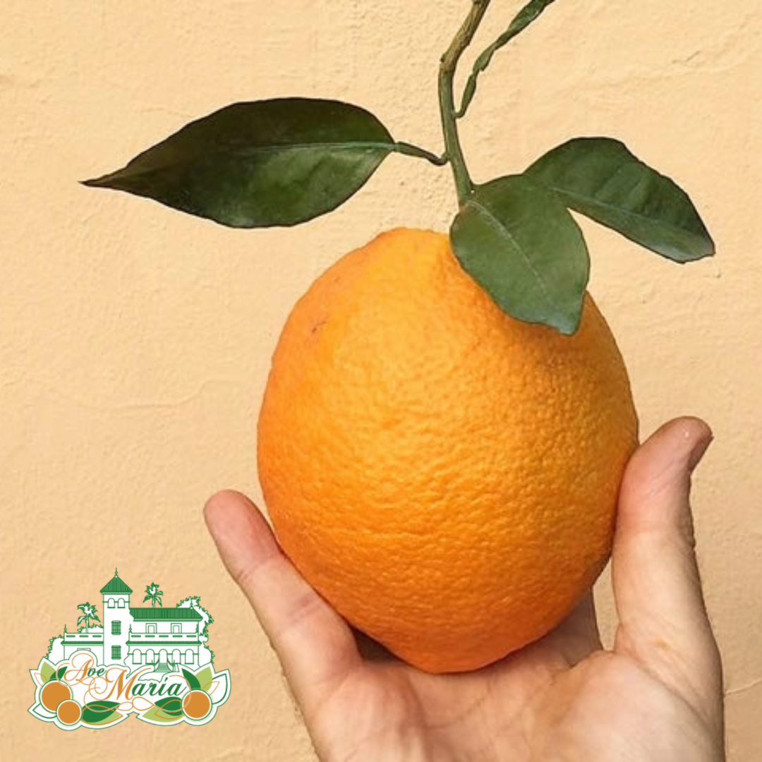 In addition to our famous "Seville", ideal for marmalade, at Ave María grow other varieties of this precious citrus, such as "navelina". It is a good-sized, slightly flat fruit that has a lot of juice, so it is ideal for making juice, but it is also very tasty to eat.