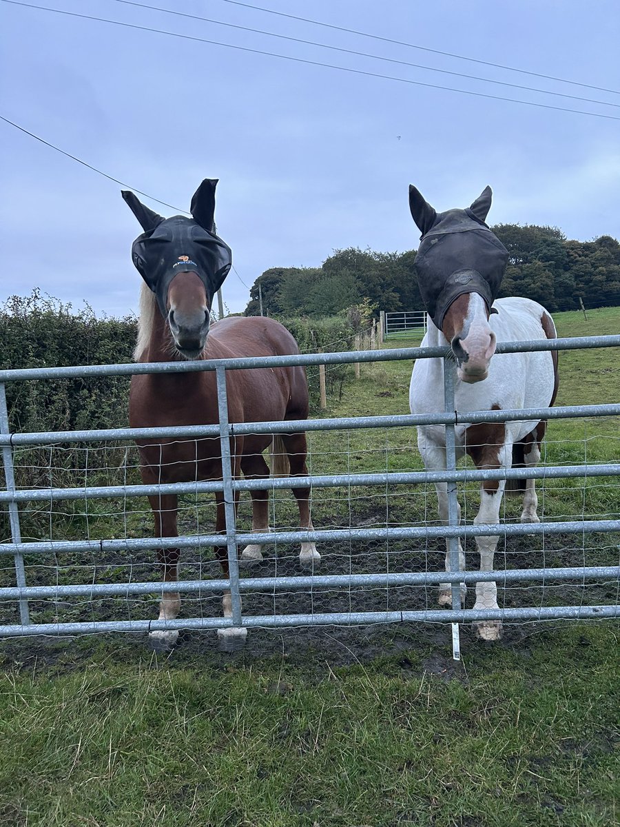 Rabbitminiature's tweet photo. @HoptonRehab Aww beautiful -These are our besties 🥰 https://t.co/MWPNCZwWqJ