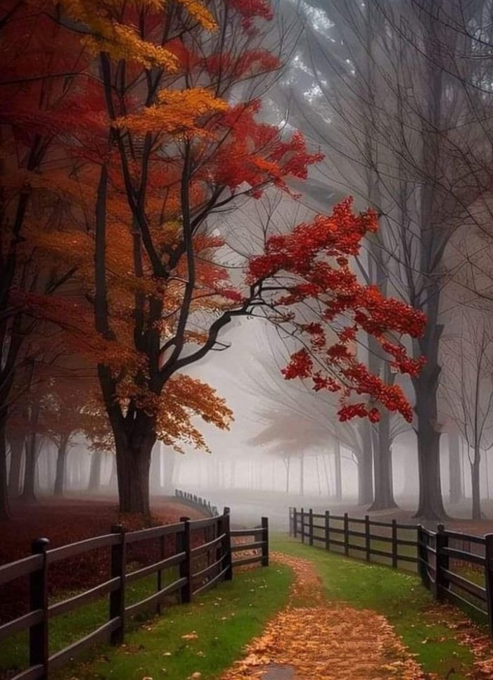arkanl_neriman's tweet photo. 🌲🍂🍁

A foggy Autumn Forest.

Life is not long  enough  to put off good things,
Don't Postpone 
Don't Give Up
Don't Be Lazy...
 ❤️🌲🍂🍁 https://t.co/VV2Hnpi3Tc