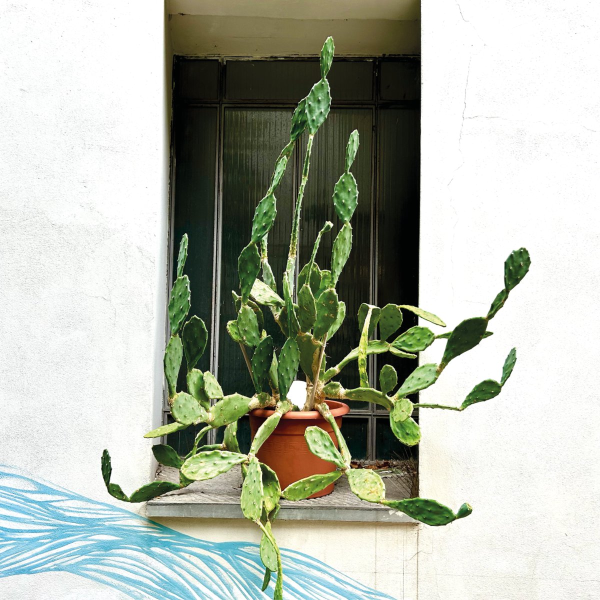 RRamiStudio's tweet image. Nature finds its poetry even among the urban jungle.

#RiccardoRamiStudio #garden #UrbanJungle #GreenVibes #CactusLife