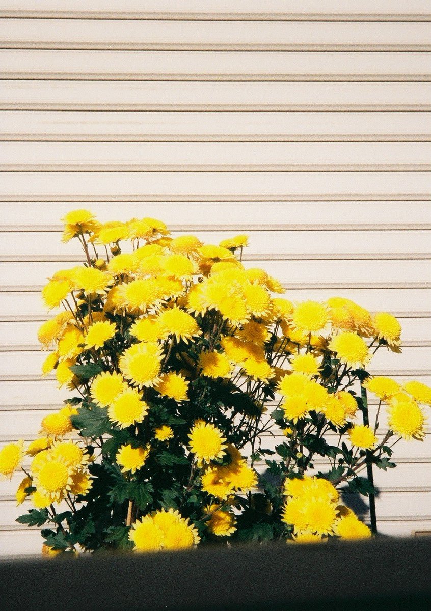 Photoli｜写真撮影に役立つヒント tweet media