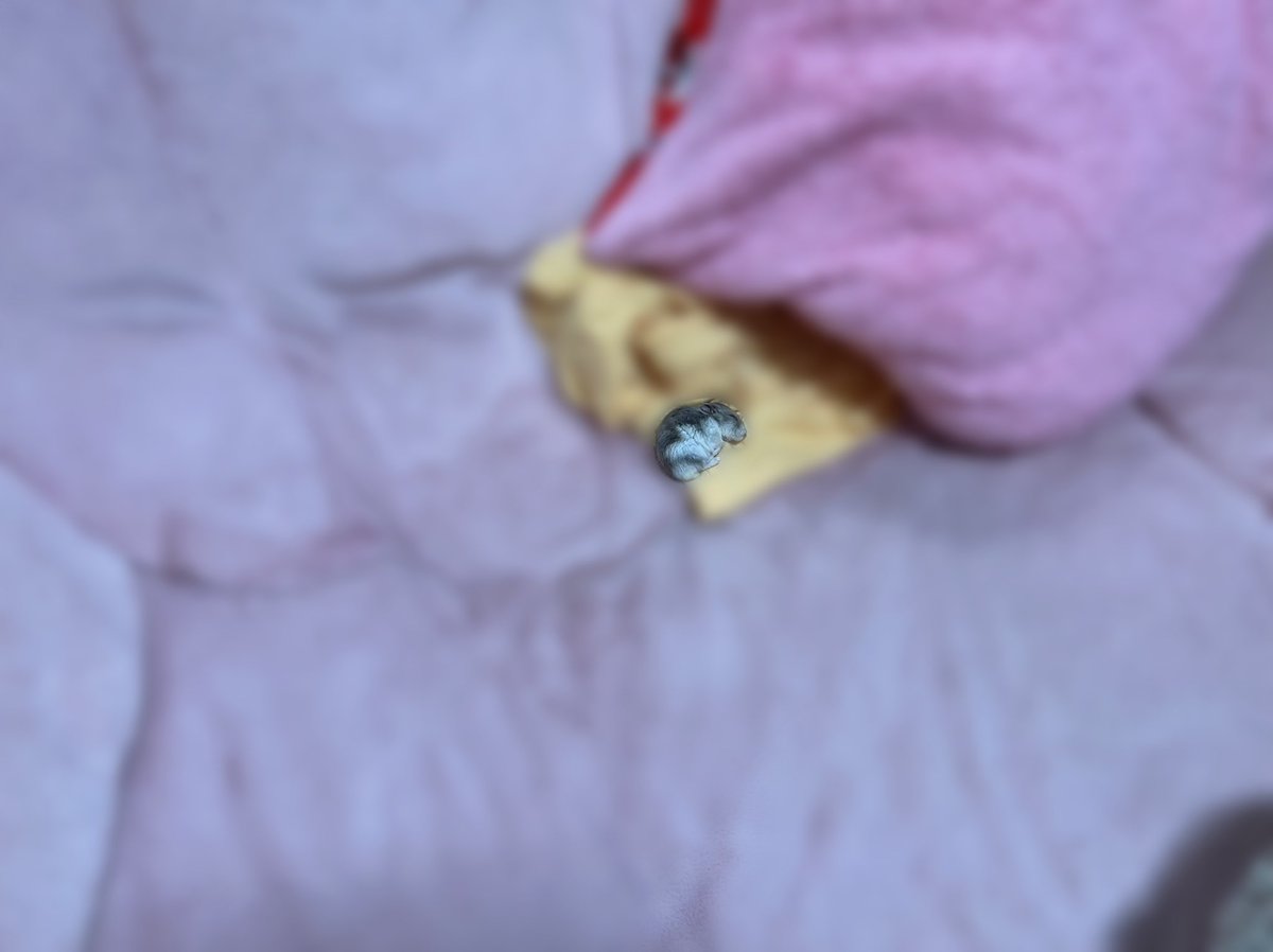 ソファ占領してました。
どうぞお使いくださいませ🙇🏻‍♀️