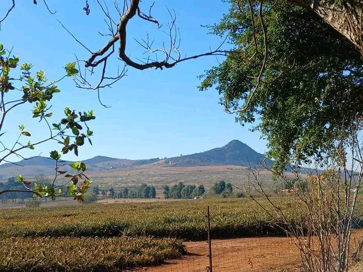 umhlangaswz's tweet photo. Phondo Hill, Malkerns,
Lobamba Lomdzala, Eswatini
#pineappleseason #juicy #balimi #farming #landscape #swazi https://t.co/ZEMKuH39xK