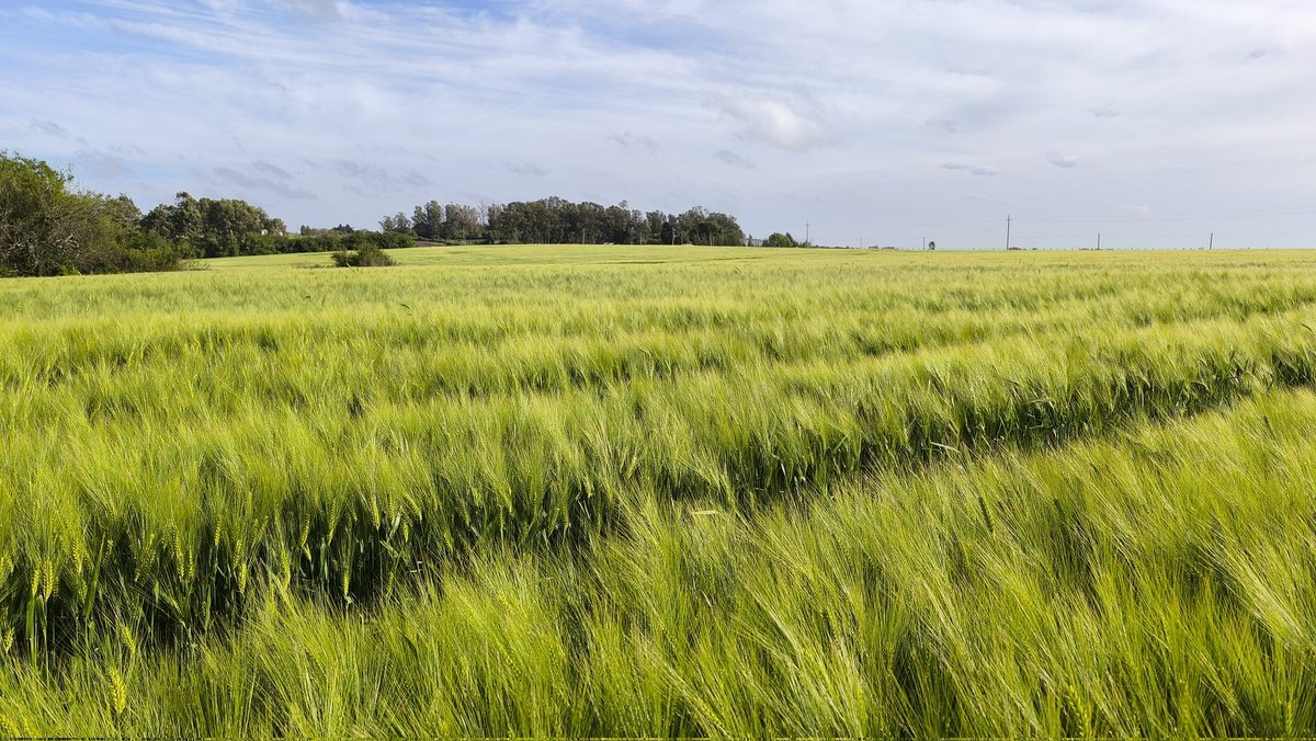 Gilton Gonnet tweet media