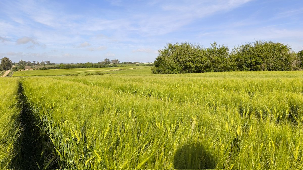 Gilton Gonnet tweet media