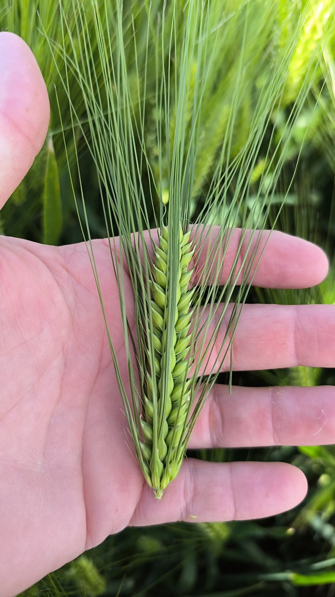 Gilton Gonnet tweet media