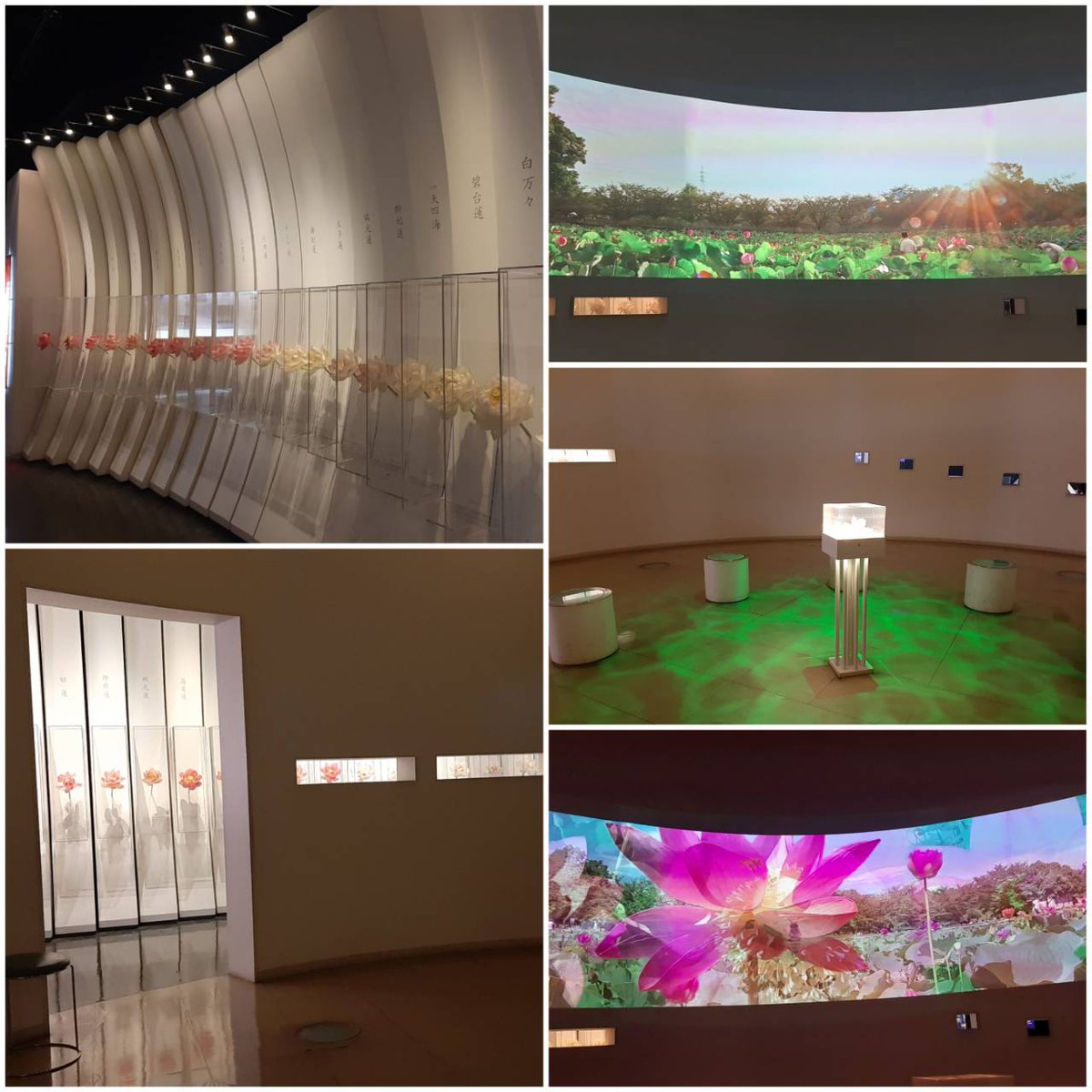 sakurawarai's tweet image. #行田古代蓮の里 で蓮のお勉強
展示の仕方に工夫があって、楽しかった。タワーからの田んぼアート
#circolo チルコロさんで溶岩ミートパスタ
きのこが入った自家製ミートソースにたっぷりチーズ
バケットもあるしミートソースは残りません。