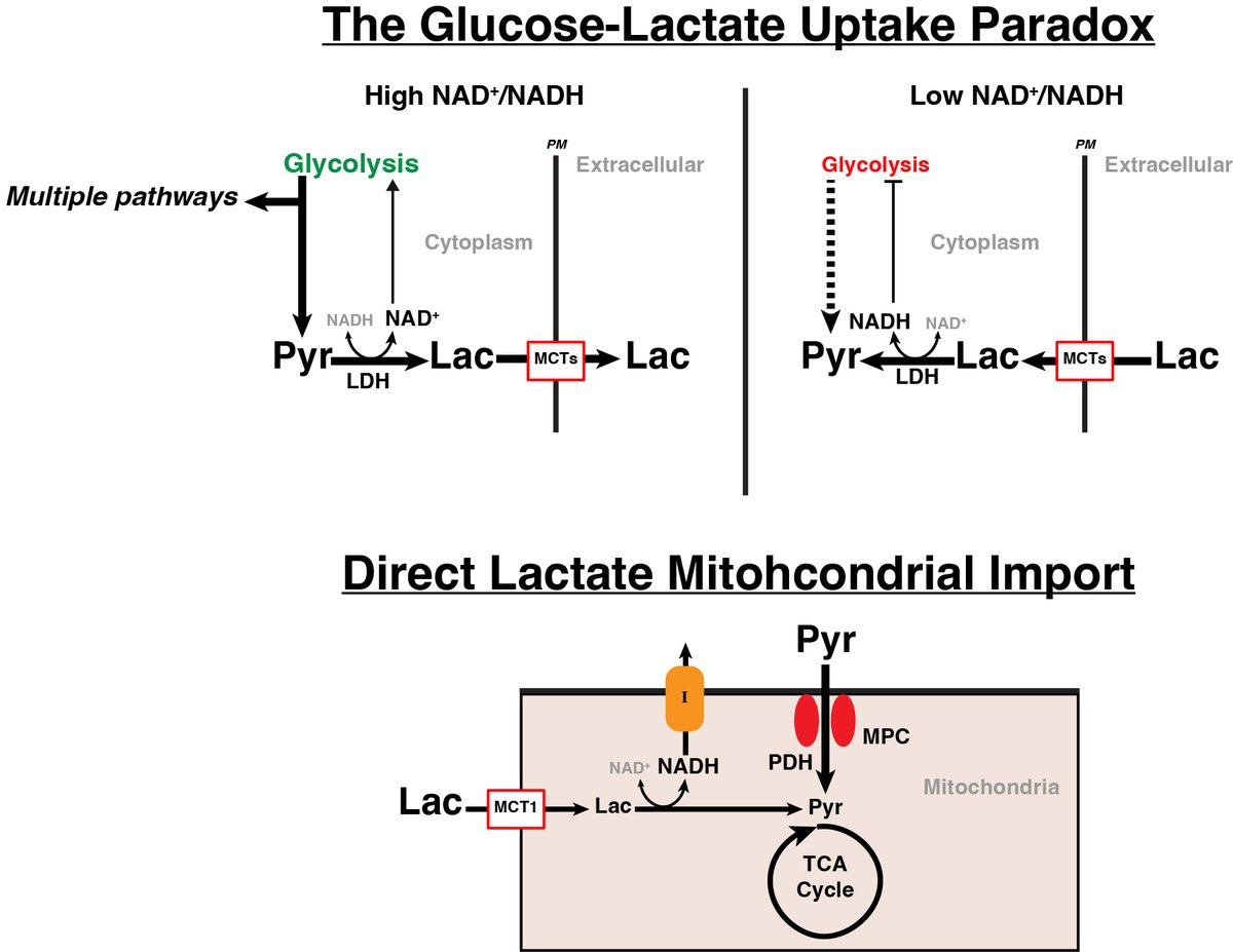 molecularpepsi's tweet photo. Why? 1. To enable simultaneous glucose and lactate uptake in the heart, 2. Provide 2 electrons for every lactate entering the mitochondria instead of just 1 from pyruvate. #LactateIsNotToxic 💥 (2/7) https://t.co/6HW0OAkU24