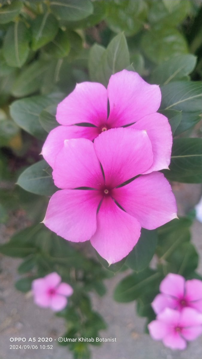 UmarKhitab4u's tweet image. Sada Bahar