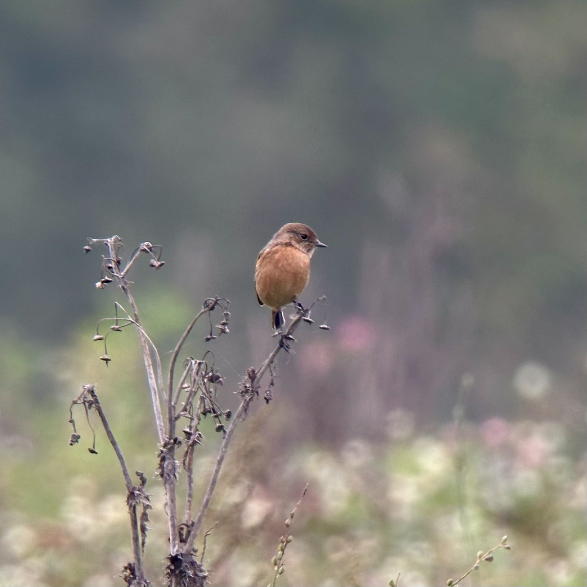 Stanford Birder tweet media