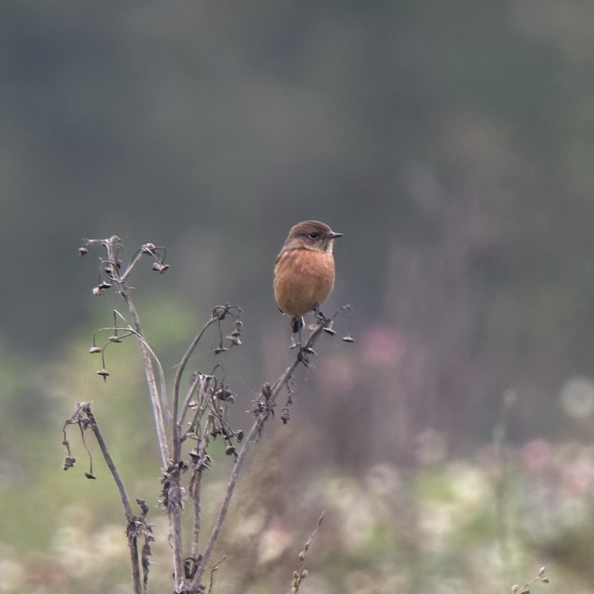 Stanford Birder tweet media