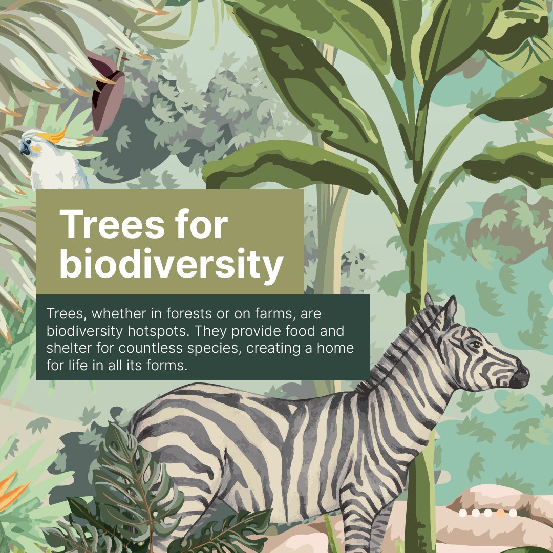 Trees for biodiversity 🌳🐾🦋

#DYK that trees, whether in forests or on farms, are biodiversity hotspots?

They provide food and shelter for countless species, creating a home for life in all its forms.

Learn more:➡️ bit.ly/3KaPgv9

#Trees4Resilience #COP16Colombia