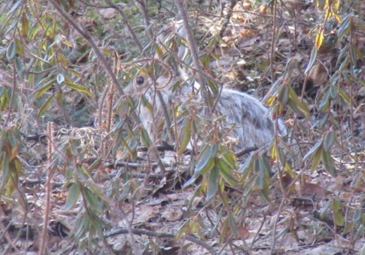 "This study examines how prey optimize the balance between food acquisition and risk avoidance by tuning their behaviors in response to temporal variations in multiple risk factors under changing seasonal conditions." <a href="/ShoWhitecrane/">Shotaro Shiratsuru</a> <a href="/UW_FWEcology/">UW-Madison Forest and Wildlife Ecology</a> 🐰 
buff.ly/47SiMRo
