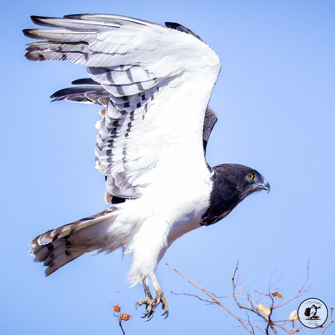 Timothy Marks 🎥 🇿🇼 🐘 tweet media