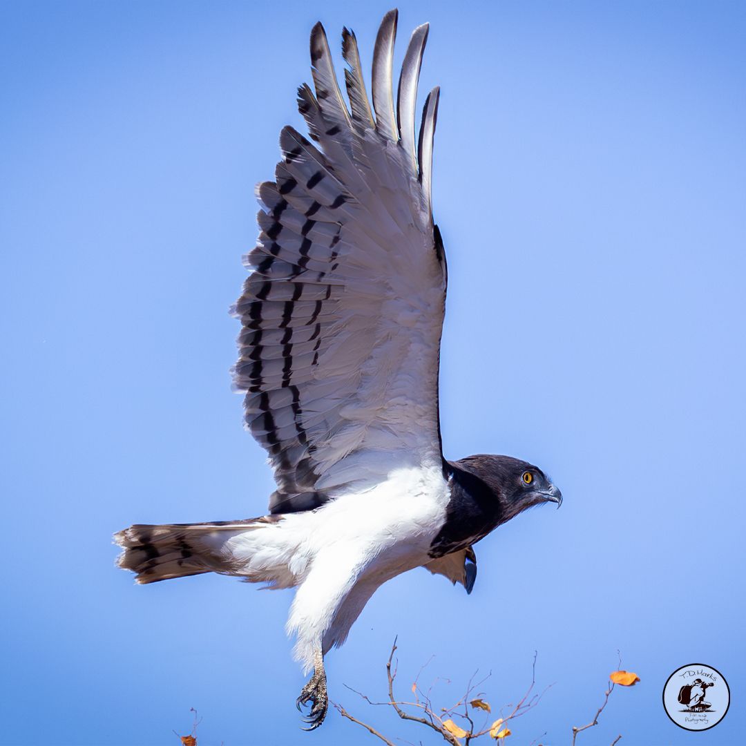 Timothy Marks 🎥 🇿🇼 🐘 tweet media