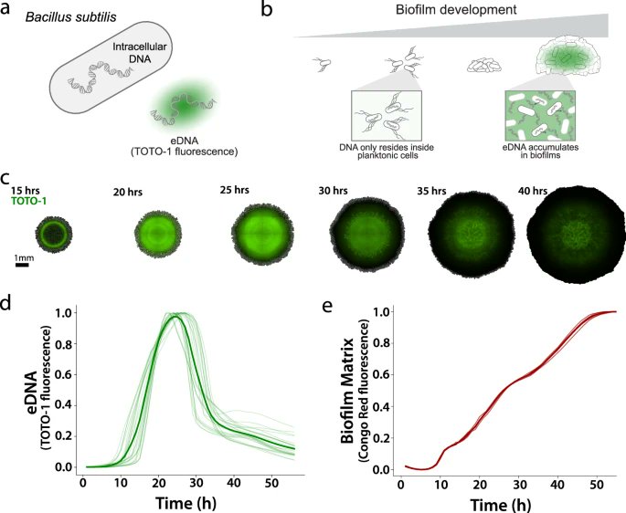 EvolvedBiofilm's tweet photo. Secreted nucleases reclaim extracellular DNA during biofilm development

NPJ Biofilms and Microbiome from Arthur Prindle lab

https://t.co/Ic8JLeRYTU https://t.co/Tl6Q8papQT