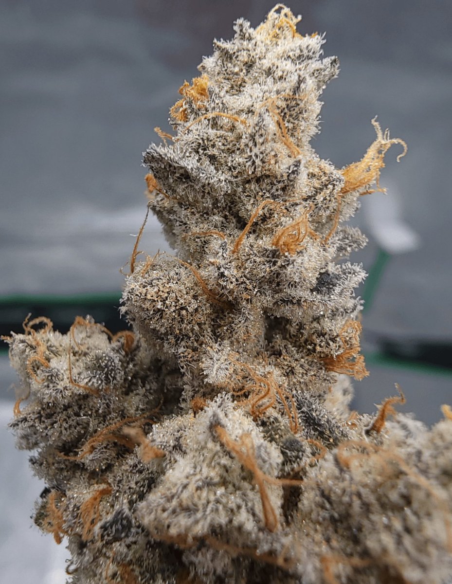 📸Slurricane 
#weed