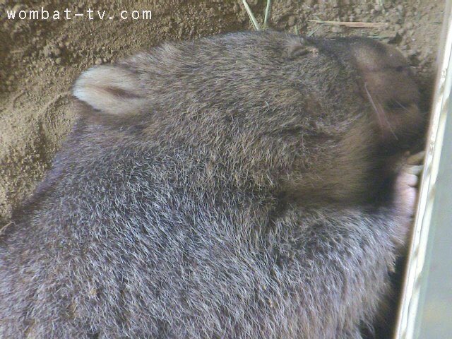 Vh6vDtPlYQ63310's tweet photo. 朝晩は涼しく過ごしやすくなってきたね。
フクちゃん、よく眠れてる?
仮ウォン舎での寝心地はどうかなぁ…
#ウォンバット #五月山動物園 #wonbat https://t.co/8ExhE9No53