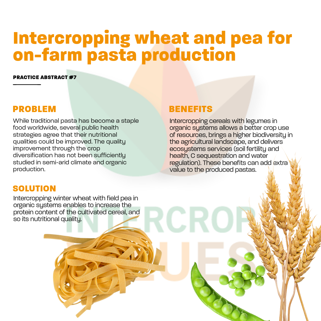IntercropVALUES ๐ช๐บ (@intercropvalues) on Twitter photo Project partners <a href="/OrganicsEurope/">IFOAM Organics Europe</a> and the University of Novi Sad - Faculty of Agriculture explore the benefits of #intercropping wheat and pea for pasta production.
๐ Read the full abstract here: intercropvalues.eu/wp-content/uplโฆ Project partners <a href="/OrganicsEurope/">IFOAM Organics Europe</a> and the University of Novi Sad - Faculty of Agriculture explore the benefits of #intercropping wheat and pea for pasta production.
๐ Read the full abstract here: intercropvalues.eu/wp-content/uplโฆ